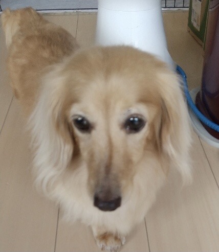 ピーチちゃん、お留守番頑張ったね