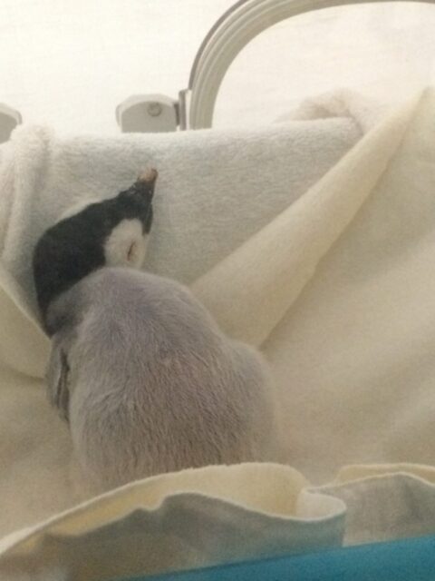 H30〜31年末年始繁忙期のお知らせ