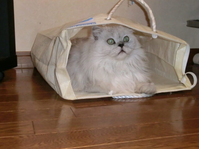 お留守番レポート　とら君