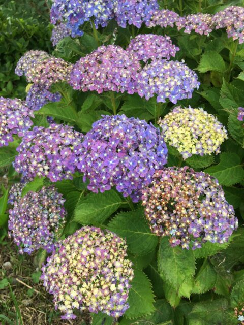 2020.6月のお休みについて