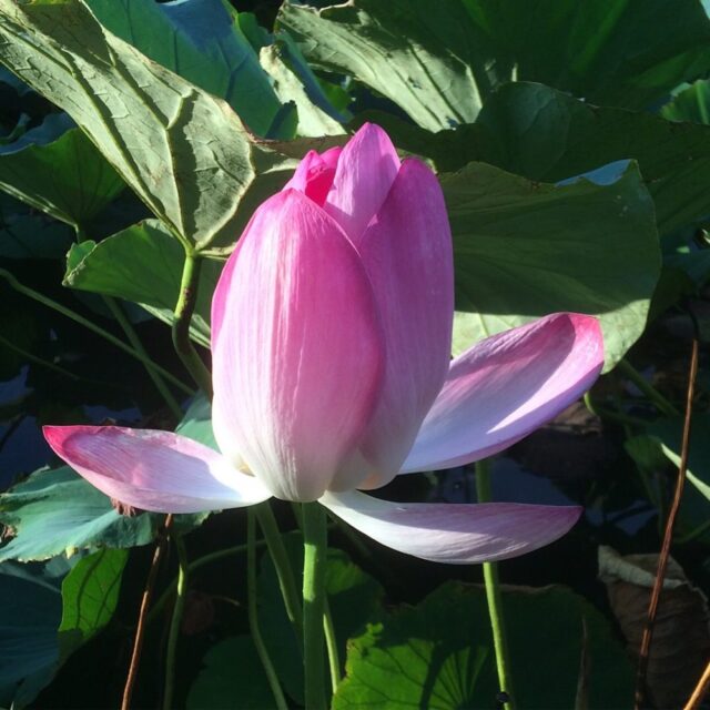 2018.10月のお休みのお知らせ