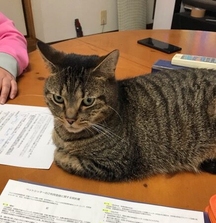 沼津市ペットシッター ホワイトシェパードのハク君初回訪問