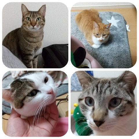 ぷーちゃん、りんくん、そらくん、らいくん四姉弟仲良くお留守番