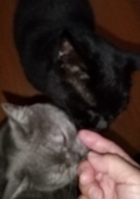 まるちゃん、おはぎくん、仲良くお留守番頑張ったよ