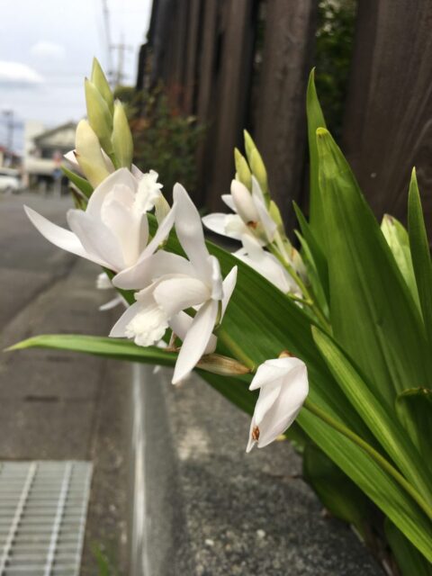 新型コロナウィルス対策について