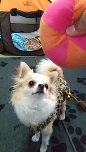 まるたろうくん、ペットホテルにようこそ