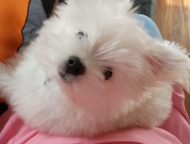 初めてのお泊り、仔犬のチョコちゃん❣️