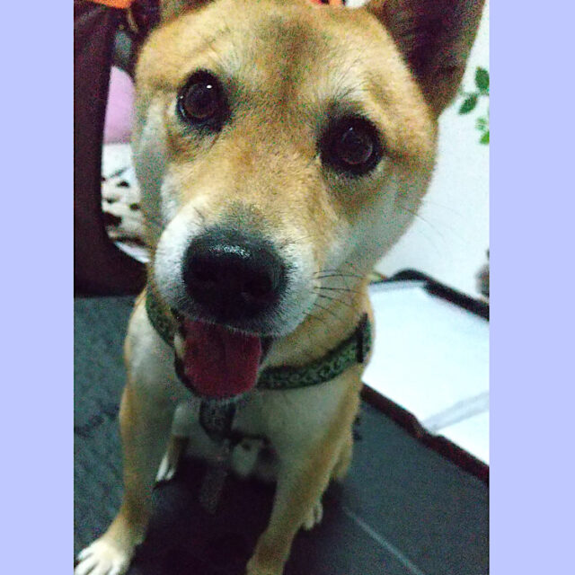 サムくん、ペットホテルにようこそ❣️