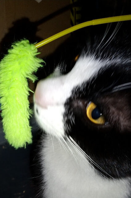 テンテンくんとキャリちゃん、仲良くお留守番頑張ったよ