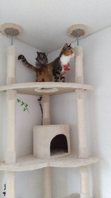 ペットホテルの紹介