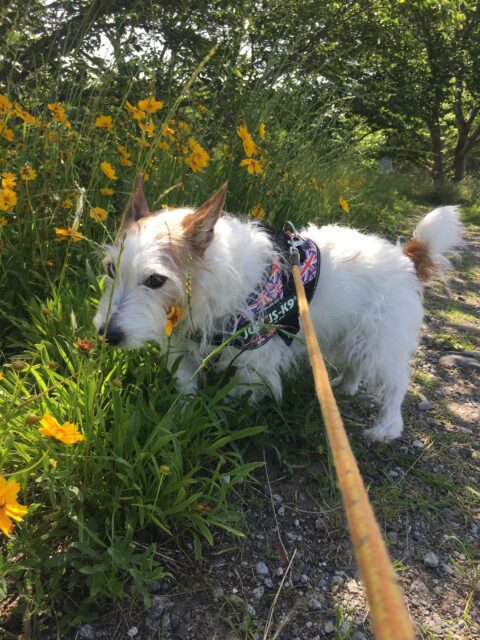 新規のお客様のペットお世話再開について