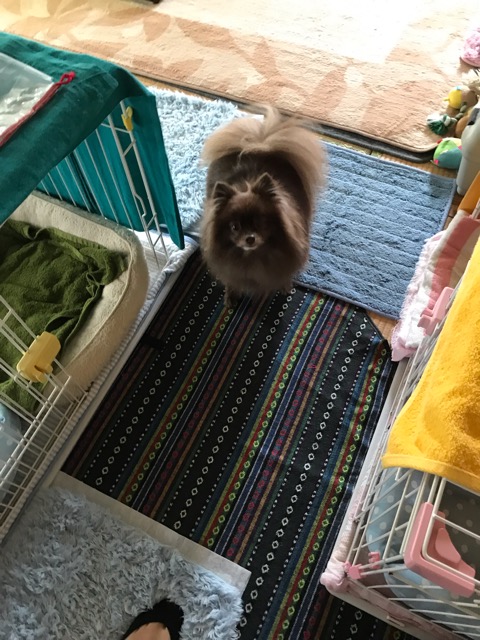 裾野市  ポメちゃん達のお留守番