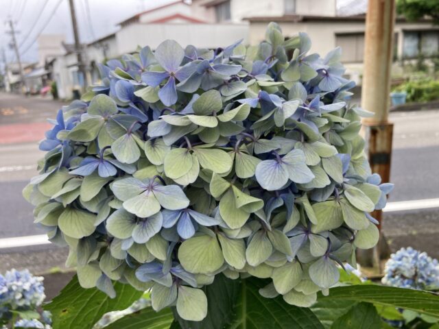 2023.8月までのお休み、繁忙期と現在のご依頼受付に関してのお知らせ