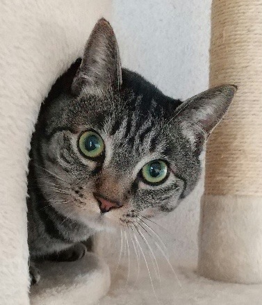 ごまちゃん、初めてのお泊りホームステイ