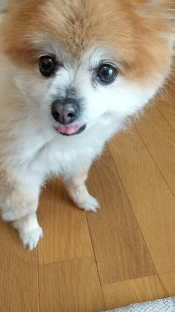 モコちゃん、お留守番頑張ったよ