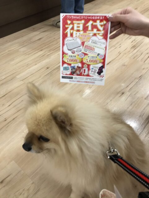 2019年大晦日 沼津市ペットシッター