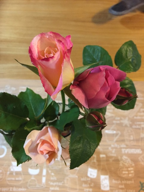 沼津市ペットシッター   日々の出来事