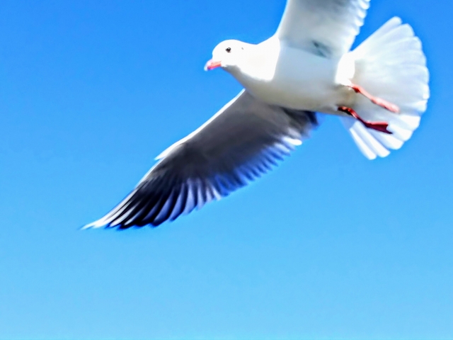 沼津市 ペットシッター アツい話