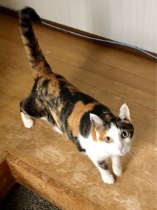 怪しんでいました！