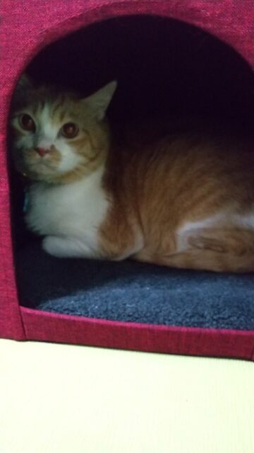 くうちゃん、ペットホテルにようこそ‼️