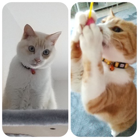 キティくんとミミィくん、お留守番頑張ったね