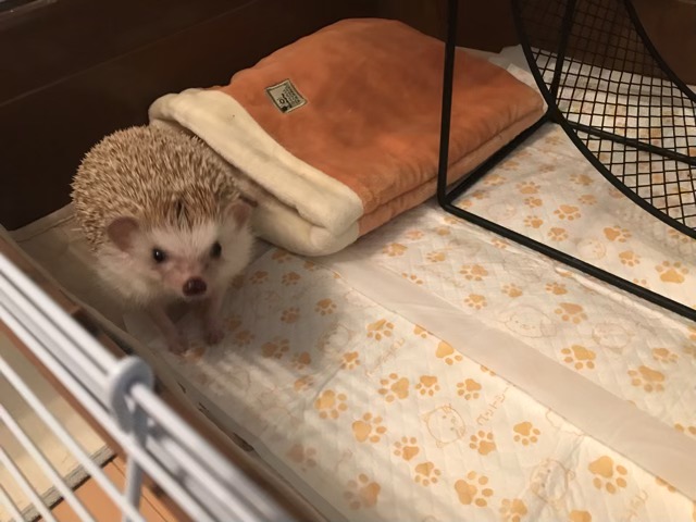 ハリネズミ君です