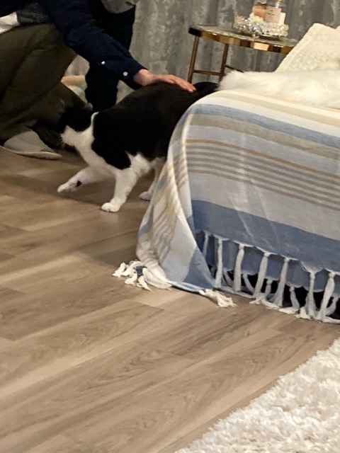 沼津市ペットシッター 猫のバロン君 初回訪問 沼津市