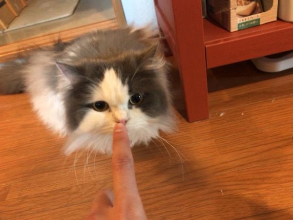 お世話 初回訪問 にゃー×3 川口市