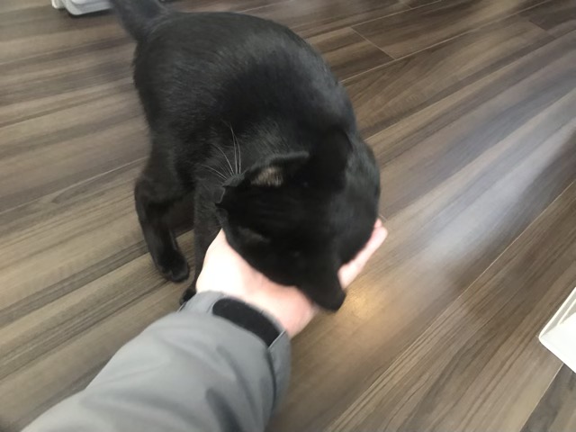 猫のペットシッターをご依頼された飼い主様より