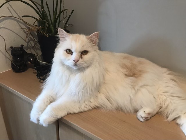 猫のペットシッターをご依頼された飼い主様から