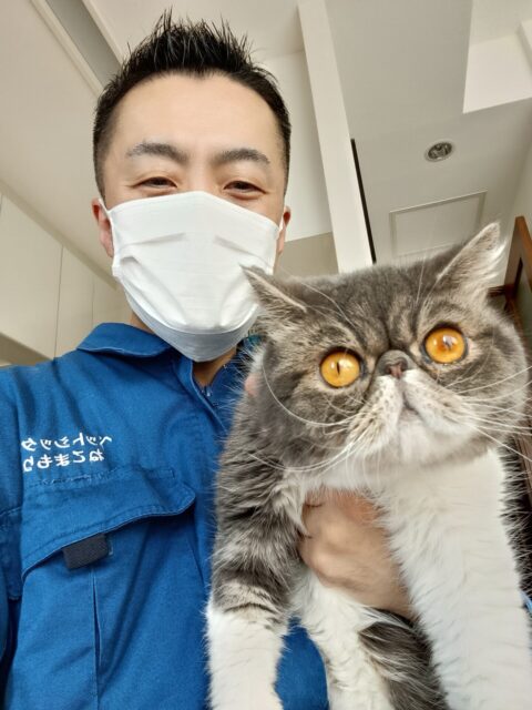 中野区 お得意様 なが〜いお髭とお目々パッチリなエキゾチックショートヘアくん お世話レポート🐈