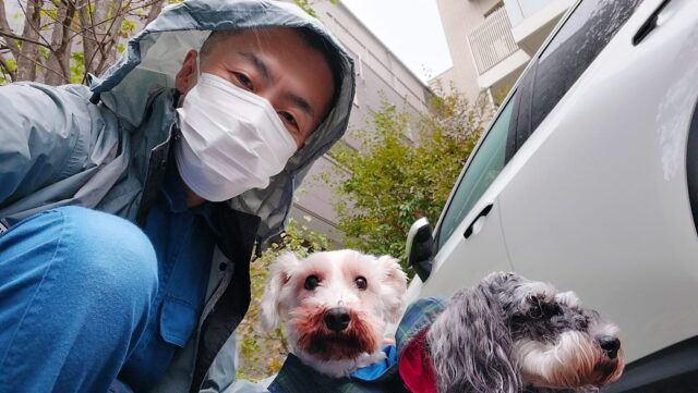 中野区 お得意様 2匹のミニチュアシュナウザーちゃん お世話レポート🐶