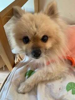 🌟ゴールデンウィークのお知らせ🌟