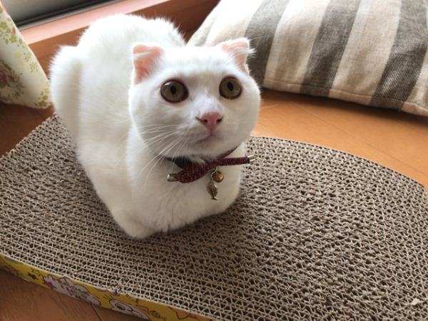 お世話 初回訪問 猫猫犬 川口市 草加市