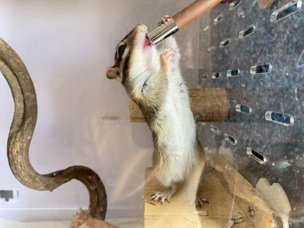 お世話 猫&小動物 川口市 さいたま市