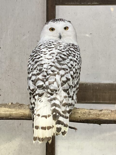 2024.3.13ご予約締切のお知らせ