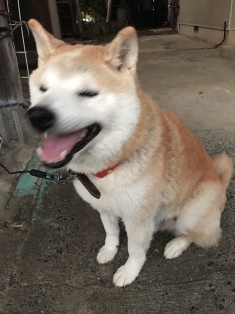 沼津市ペットシッター 柴犬ハチ君 お客様の声 沼津市