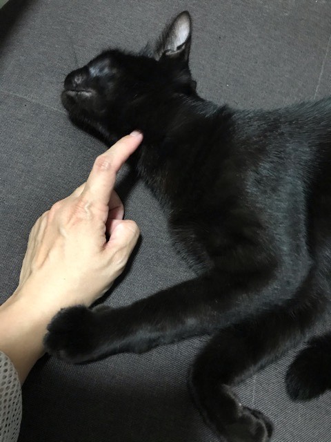 沼津市ペットシッター 黒猫きたはち君のお世話の様子 三島市