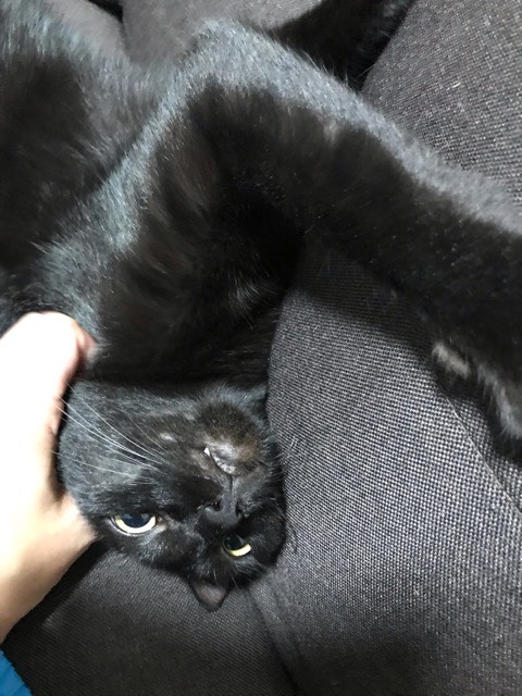 沼津市ペットシッター 黒猫きたはち君 お客様の声 三島市