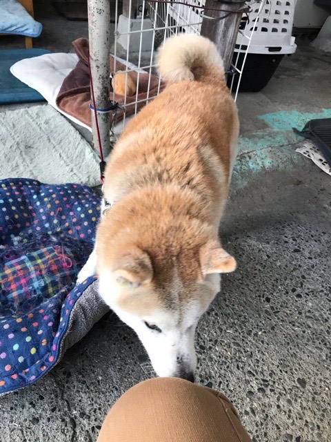 沼津市ペットシッター 柴犬ハチ君 お世話の様子 沼津市