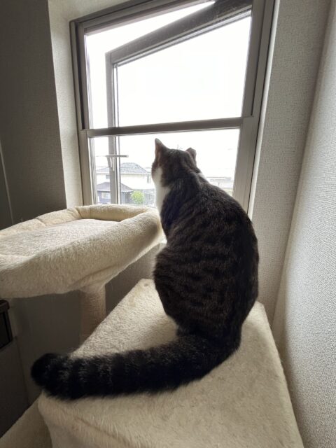 ご依頼の受付についてのお知らせ