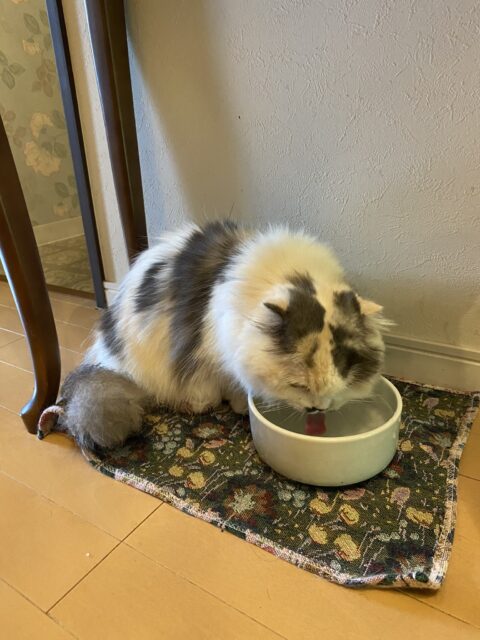 金沢区にペットシッターとして行ってきました