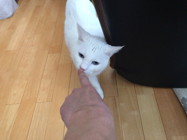 お世話 リピート 犬猫猫 さいたま市 川口市