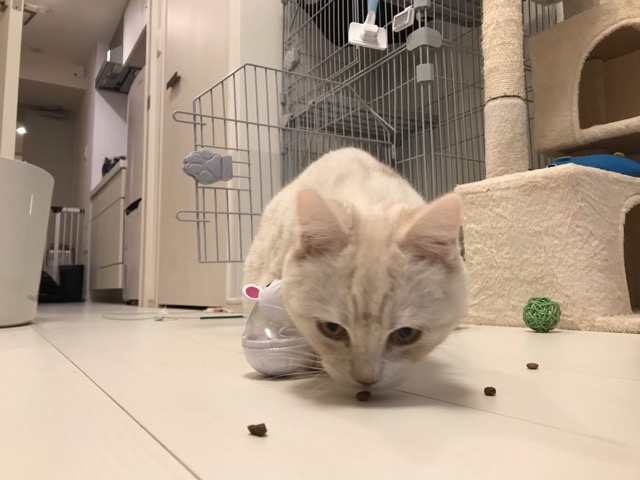 冬のお世話の様子