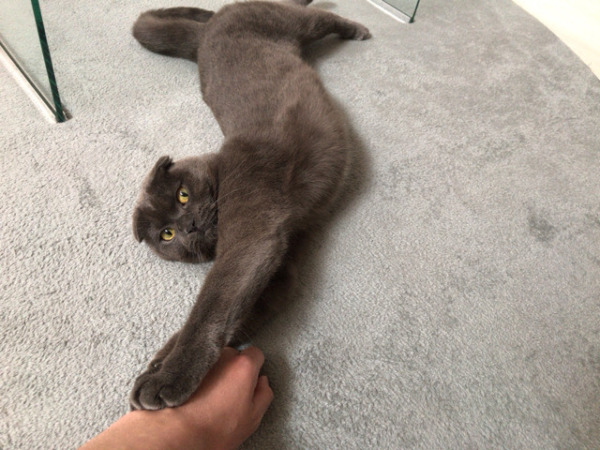 お世話 リピート 川口市 さいたま市