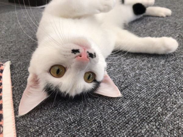 初回訪問 お世話 猫猫猫 川口市 草加市