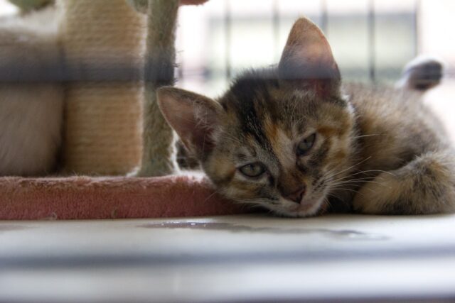 ゴールデンウィークの繁忙期のお知らせ