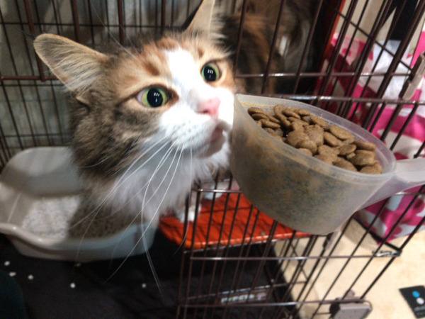 お世話 猫さん 川口市