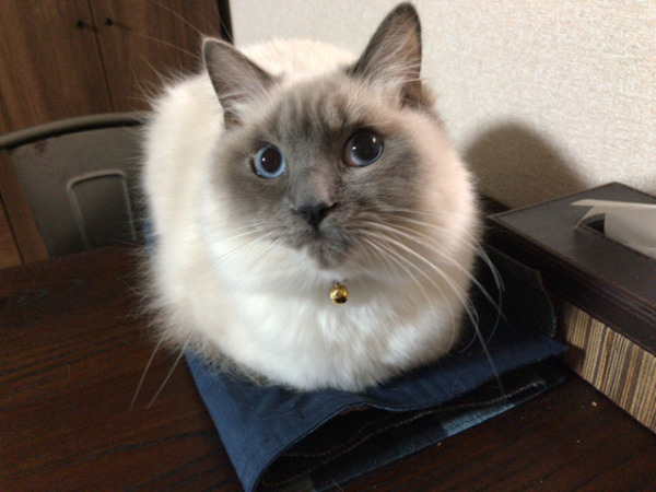 お世話 猫猫犬 リピート 川口市 さいたま市 越谷市