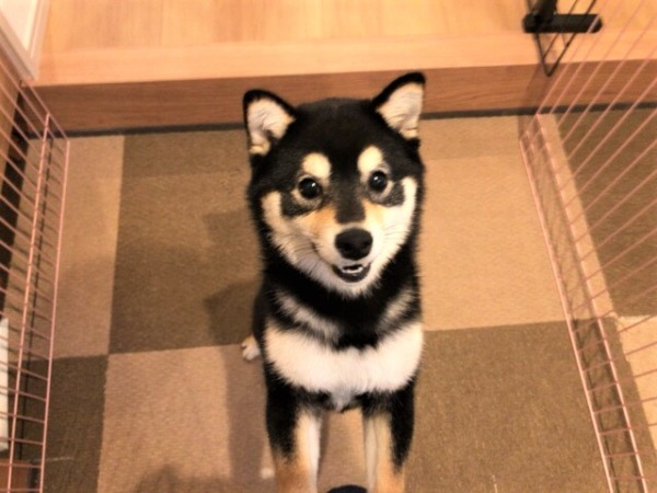 初回訪問 お世話 犬猫猫 さいたま市 川口市